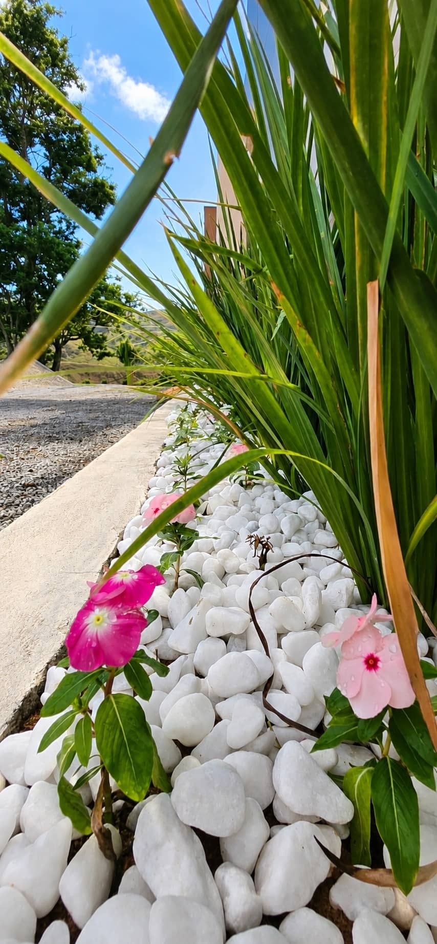 Jardim de pedras brancas com flores e folhagens